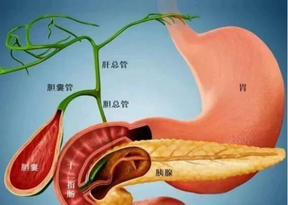 陕西省核工业二一五医院应用磁牵引术野暴露系统完成咸阳区域首例胰十二指肠切除手术